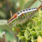 Ionian Bright Bush-Cricket