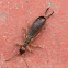 Earwig