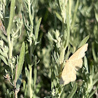 Geometer Moth