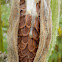 Common Milkweed