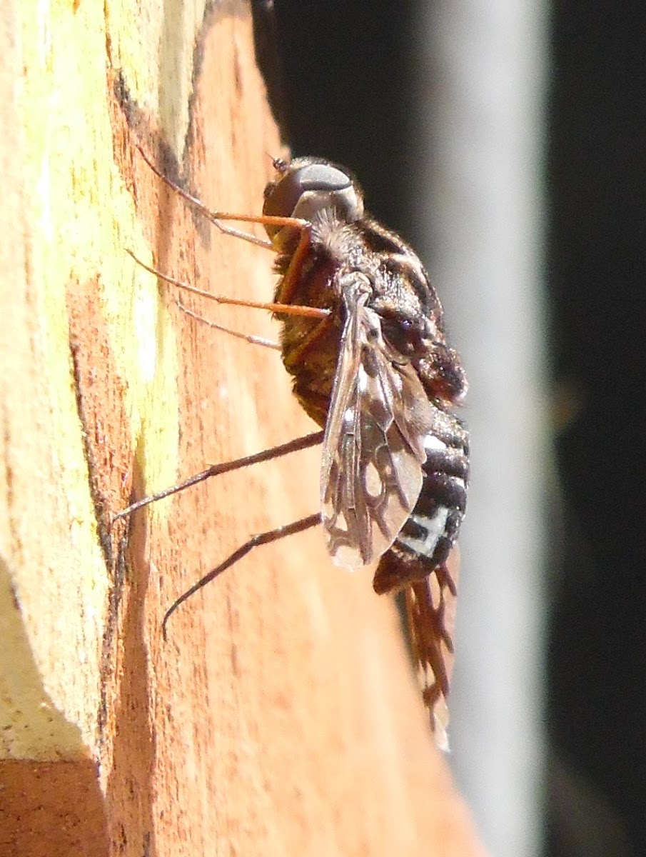 tiger bee fly