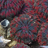 Northern Feather Duster Worm