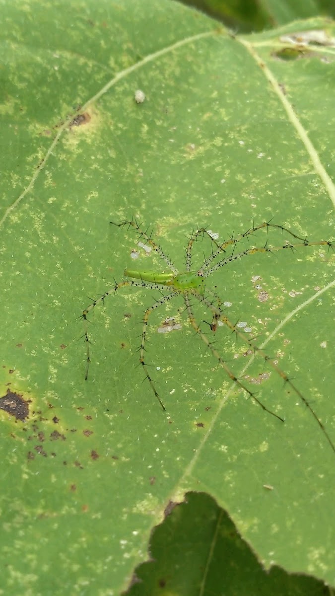 Green Lynx Spider