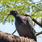 Indian Pigeon