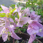 Bougainvillea