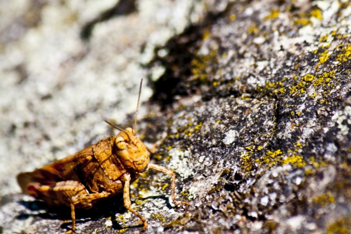 Extraterrestri sulla terra di maoastori