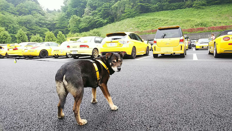 Nボックスカスタムの２時～の手洗い洗車５℃！・黄色いお尻とゴンのお尻に関するカスタム事例の投稿画像6枚目