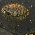 Chiton