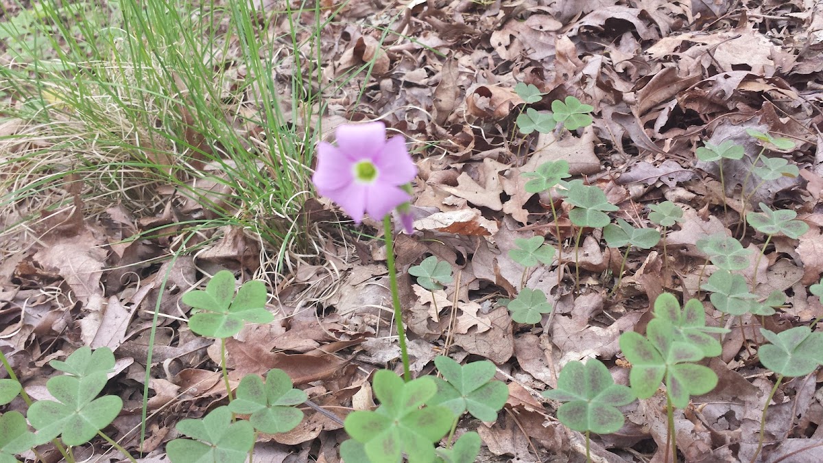 Violet wood-sorrel