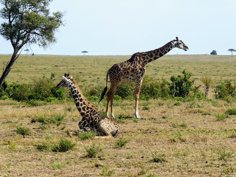 CAMINO HACIA EL RIO MARA. MAS DE GUEPARDOS - Un poquito de Kenia: Lagos Naivasha y Nakuru, Samburu y Masai Mara (23)