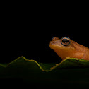 Coorg Yellow Bush Frog