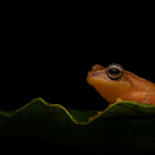 Coorg Yellow Bush Frog