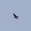 Buzzard; Ratonero Común