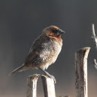 Scally-breasted Munia