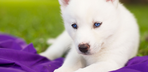 Husky Pup Wallpapers Hd Apps On Google Play