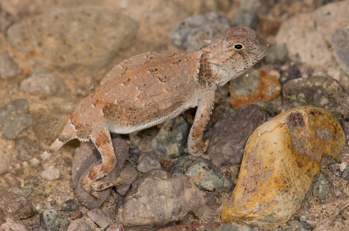 Roundtail Horned Lizard