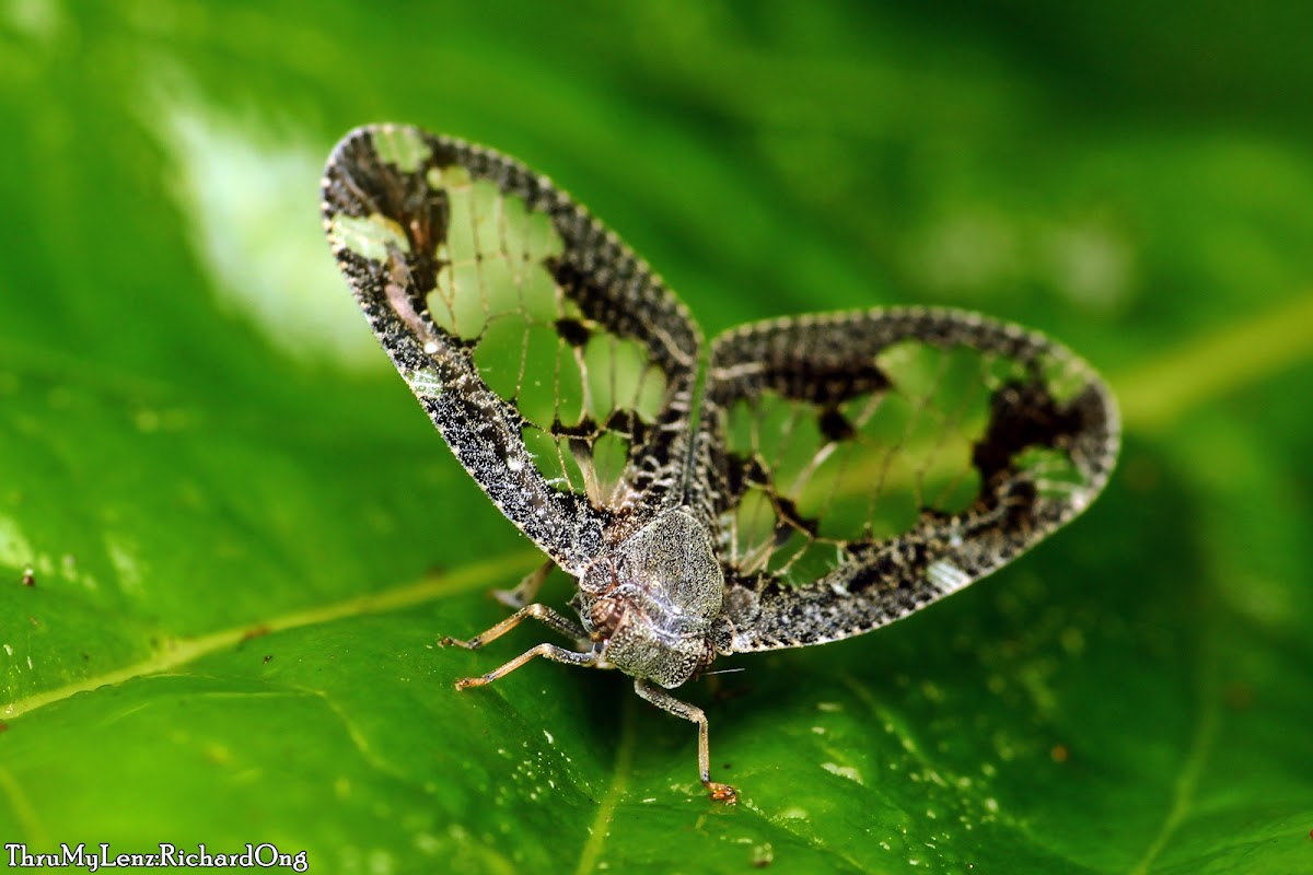 Planthopper