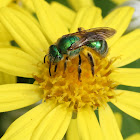 metallic green bee