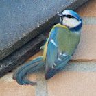 Eurasian blue tit