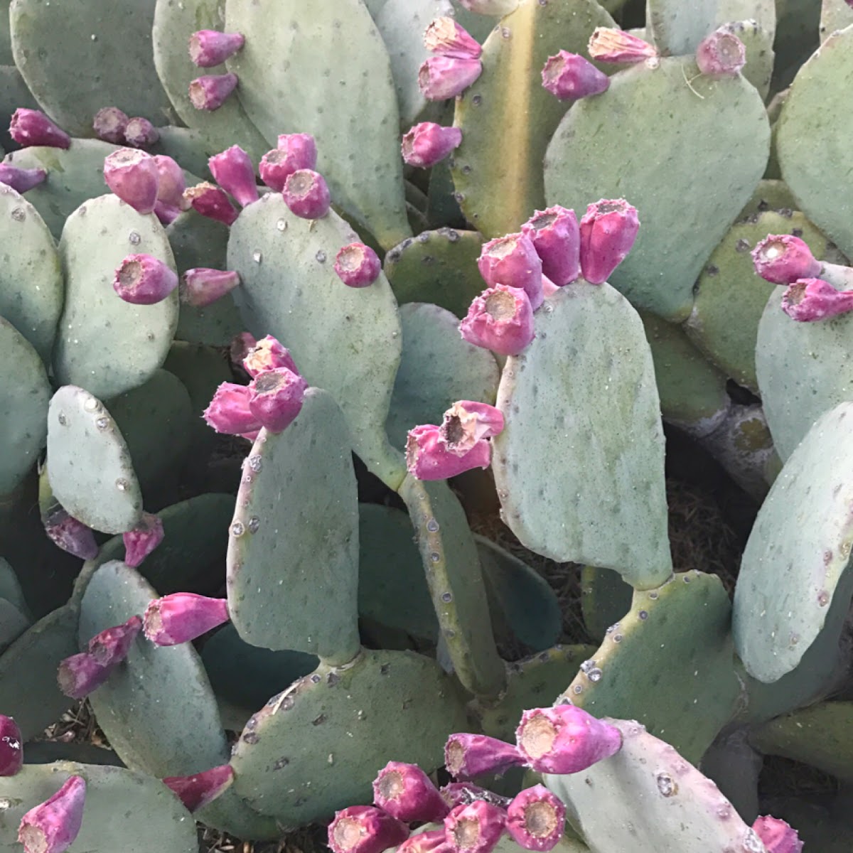 Indian fig opuntia, prickly pear