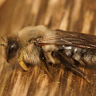 Andrena vaga