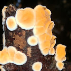 Corticoid Fungus