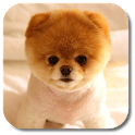 Pom Dog Live Wallpaper icon