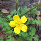 Bulbous Buttercup