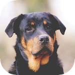 Cover Image of Télécharger Dog Wallpapers HD 1.0 APK
