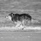 Item logo image for GREY WOLF Theme