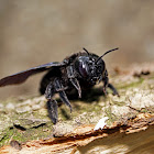 Violet Carpenter Bee