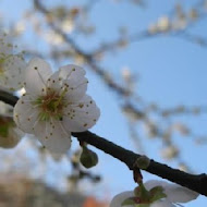 柳家梅園農場