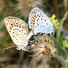 Silver-studded Blue