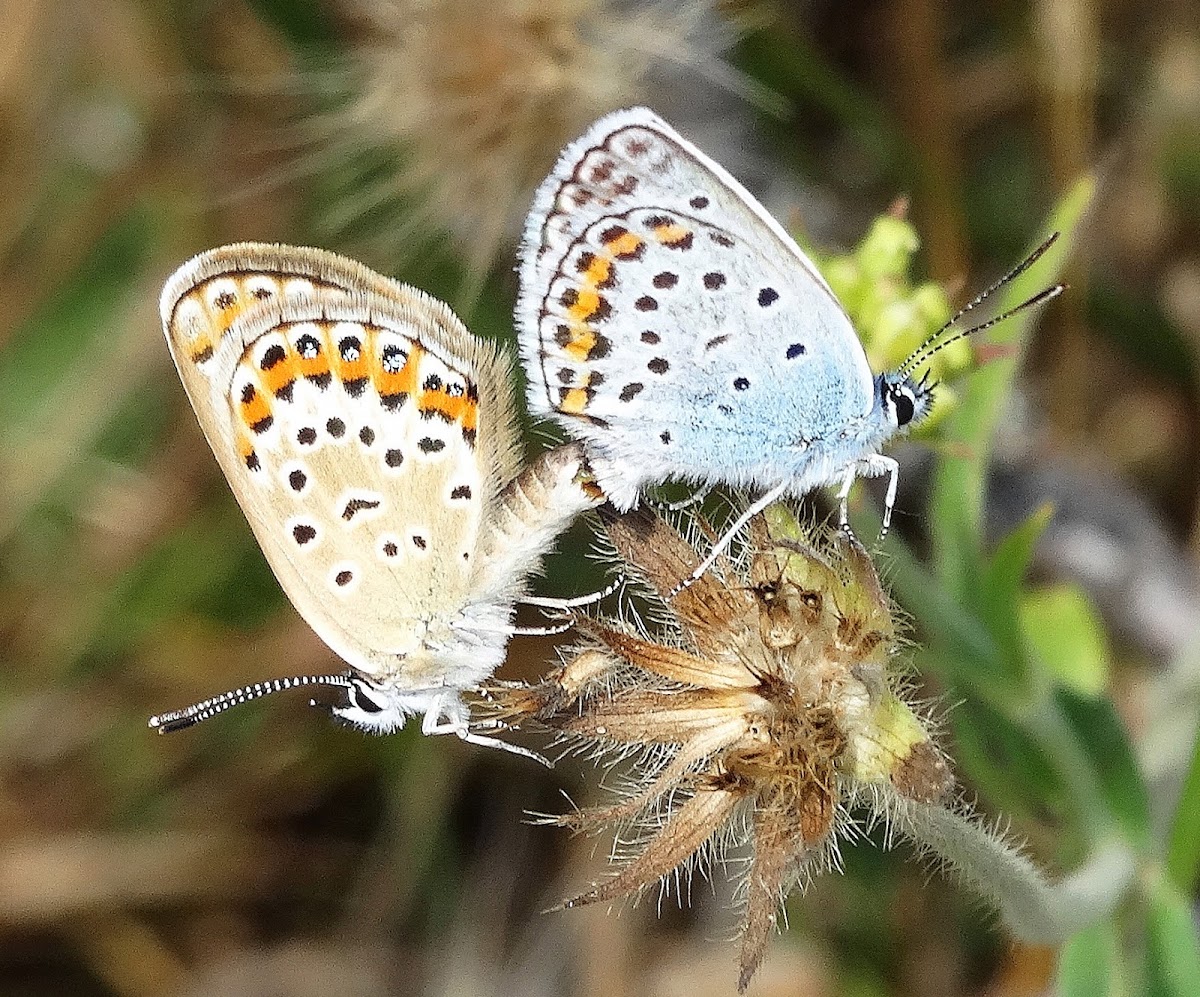 Silver-studded Blue