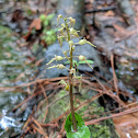 Southern Twayblade