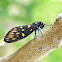 Speckled Black Cicada / झ्याउकिरी