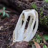 Stinkhorn Mushroom