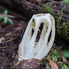 Stinkhorn Mushroom