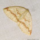 Geometrid Moth