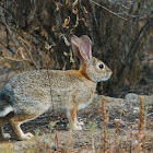 Desert cottontail