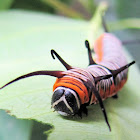 Indian Crow Caterpillar