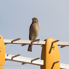 House Sparrow; Gorrión Común