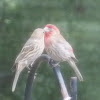 House Finches