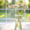 Chrysanthemum vase