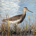 Lesser Yellowlegs