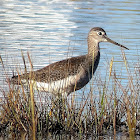 Lesser Yellowlegs