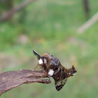 Spotted Clear Winged Snout Moth (Male)