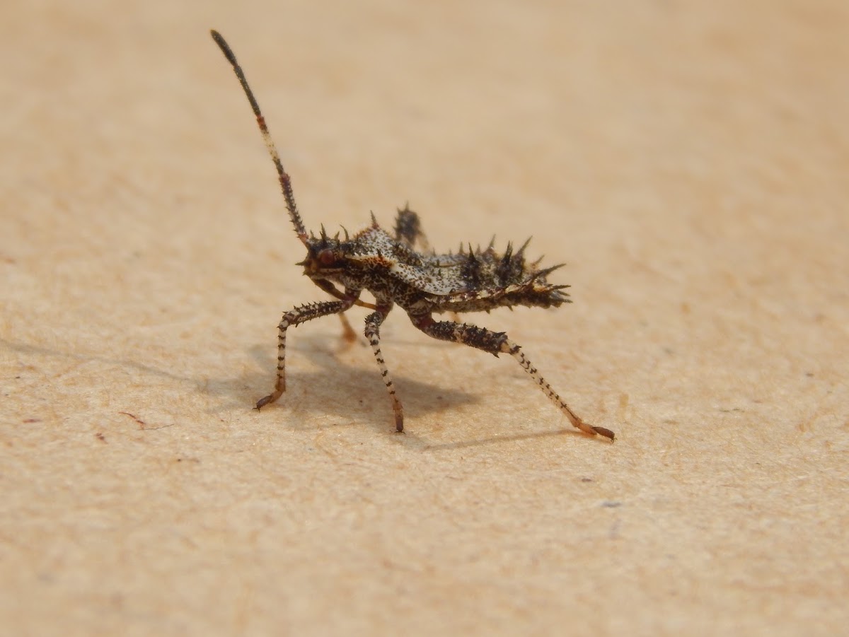 Helmeted Squash Bug Nymph