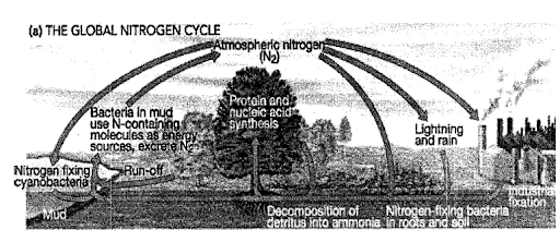 Biogeochemical Cycles