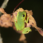 Squirrel tree frog